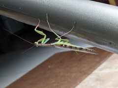 Polyspilota aeruginosa