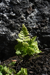 Cryptogramma acrostichoides