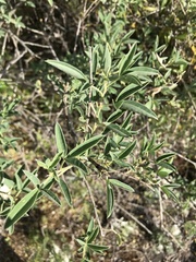 Anagyris foetida