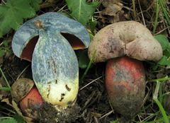 Rubroboletus legaliae