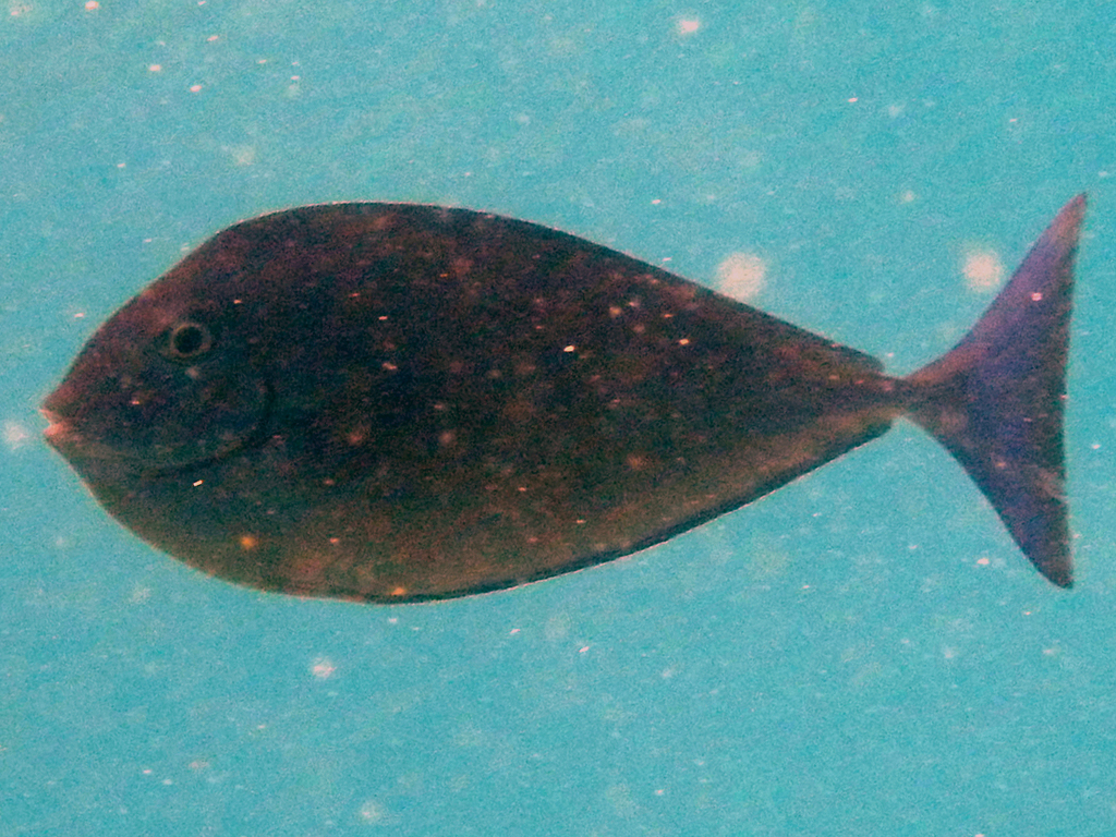 Sleek Unicornfish