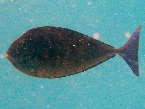 Sleek Unicornfish