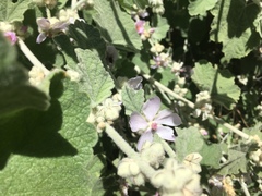 Malacothamnus fremontii