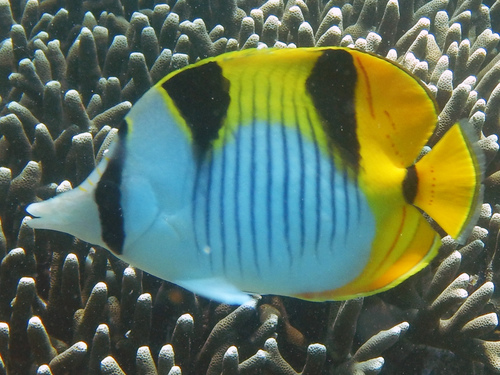 Chaetodon falcula