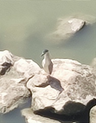 Nycticorax nycticorax