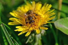 Apis mellifera