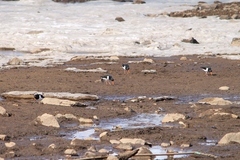 Haematopus ostralegus