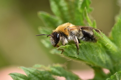 Andrena nitida