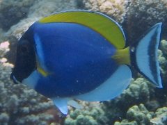 Acanthurus leucosternon