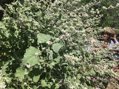 Malacothamnus fremontii