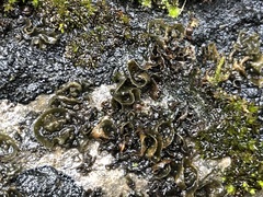 Lathagrium auriforme