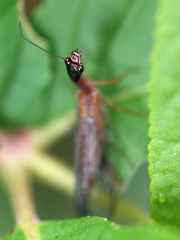 Raphidiinae