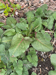 Rumex