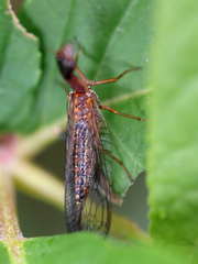 Raphidiinae