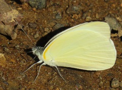 Appias epaphia contracta