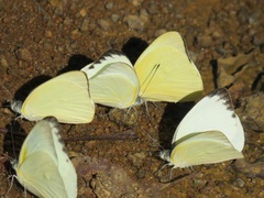 Appias epaphia contracta