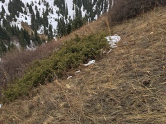 Juniperus sabina