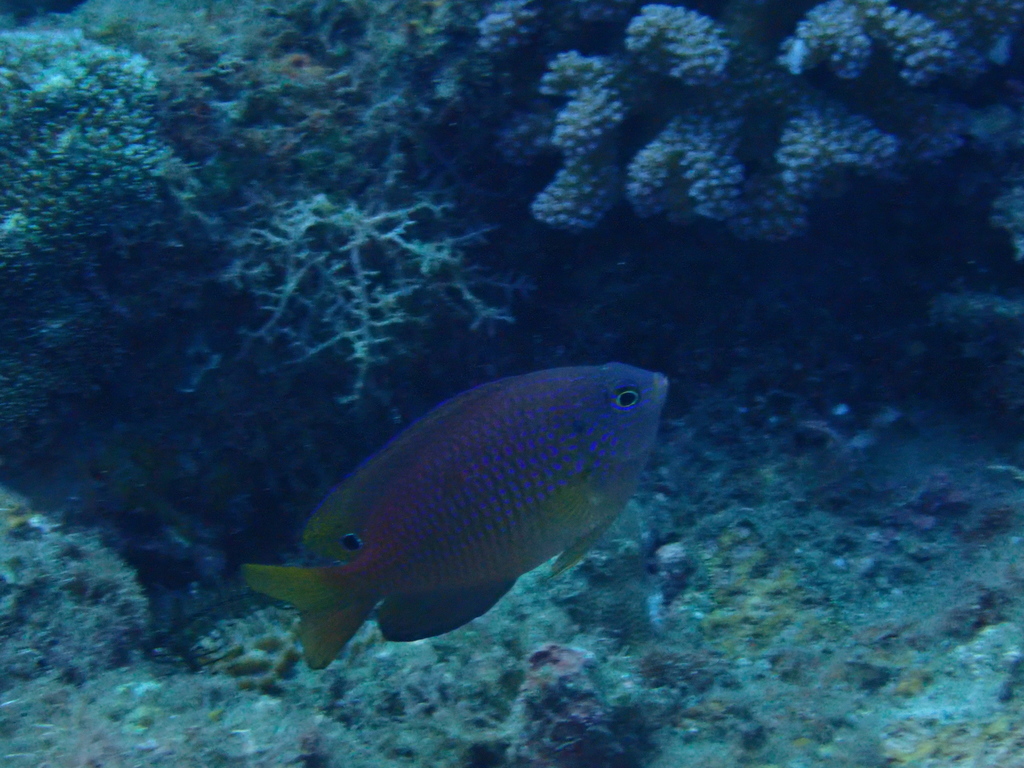 Ocellate Damselfish