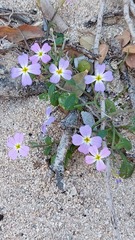 Malcolmia flexuosa