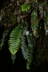 Prosaptia contigua