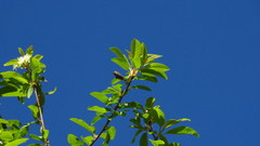 Platypediini