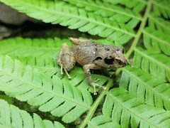 Pristimantis urichi