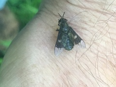 Chrysops carbonarius