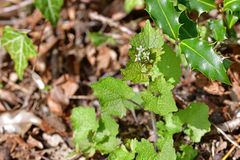 Alliaria petiolata