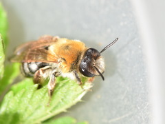 Andrena nitida