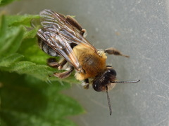 Andrena nitida