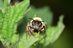 Andrena nitida