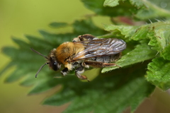Andrena nitida