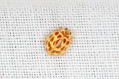 Psyllobora lutescens