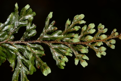 Hymenophyllum devolii