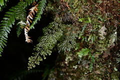 Hymenophyllum devolii