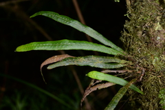 Oreogrammitis congener