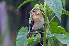 Baya Weaver photo 2