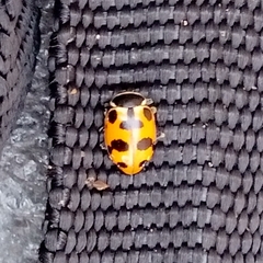 Hippodamia septemmaculata