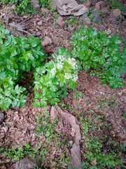 Lecokia cretica