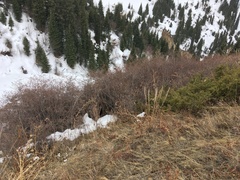 Juniperus sabina