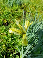 Iris grant-duffii