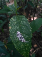 Rhombophylla edentata