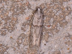 Myelopsis alatella