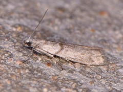 Myelopsis alatella