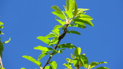 Platypediini