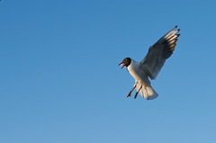 Chroicocephalus ridibundus