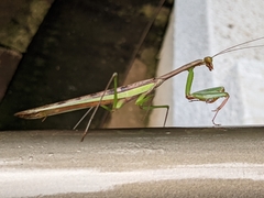 Polyspilota aeruginosa