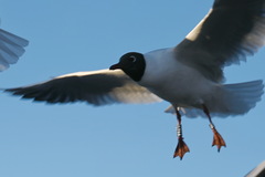 Chroicocephalus ridibundus