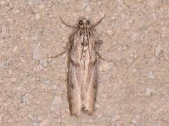 Myelopsis alatella