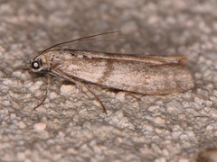 Myelopsis alatella